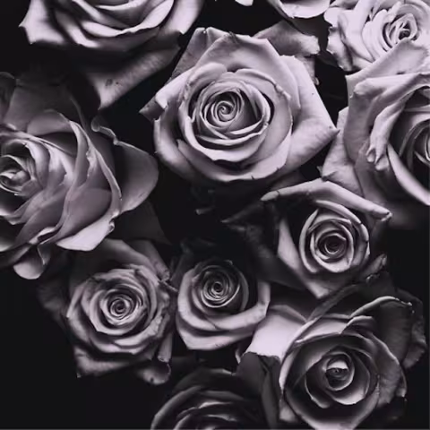 Zomby-With-Love-608x608.jpg