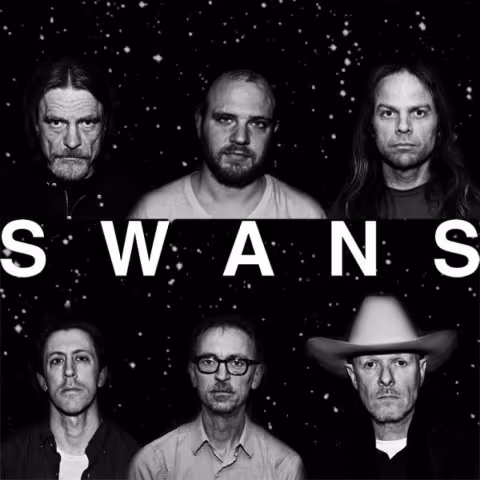 swans.jpg