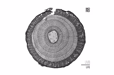 uvb-lp-mord-oct-15.jpg