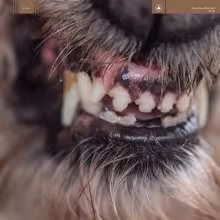 blanck_mass.jpeg