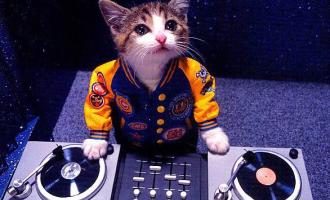 cat-dj.jpg